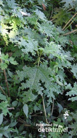 Kisah Daun Jancukan di Argopuro