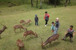 Asyiknya Bermain dengan Rusa di Bogor