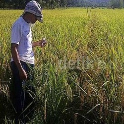 Unsoed Panen Padi Gogo Aromatik yang Tumbuh di Lahan Kering