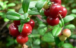 Lingonberry, Berry Super yang Mampu Turunkan Berat Badan