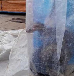 Ular Kobra Hitam Muncul di Tengah Banjir Bintara Bekasi, Warga Kaget