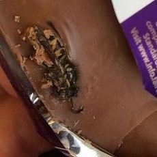 Hiii...! Mahasiswa Inggris Temukan Tawon di dalam Cokelat