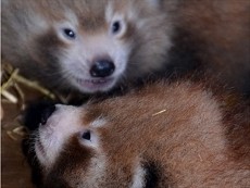Aiih...! 2 Bayi Kembar Panda Merah Telah Lahir di Selandia Baru