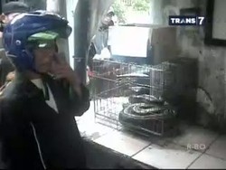 Warga Tangkap Ular 3 Meter Saat Banjir