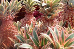 Buah Unik Nanas Naga Merah, Diburu Saat Imlek di Pontianak