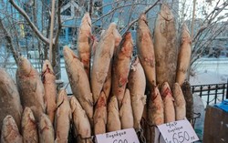 Beginilah Cara Membuat Stroganina, Sashimi Ikan Beku Mentah Khas Rusia