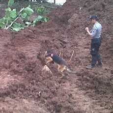 4 Anjing Pelacak Ikut Bantu Pencarian Korban Longsor di Jombang
