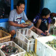 Jelang Imlek, Kepiting Bakau Diburu 