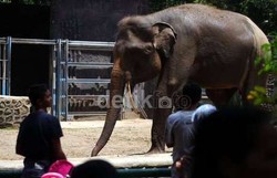 Pertama dalam Sejarah, Satwa di Ragunan Libur Tiap Senin