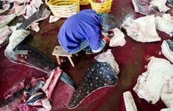 Nyaris Punah, Hiu Paus Tetap Diburu Secara Ilegal untuk Suplemen Minyak Ikan 