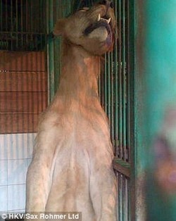 Polisi Kembali Periksa Dua Dokter dan Keeper Singa KBS