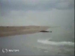 Hebat! Dengan Tangan Kosong, Warga Selamatkan Bayi Paus Terdampar