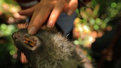 Yang Khas dari Yogosem