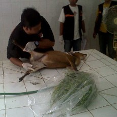 Kijang di KBS Mati, Polisi Kumpulkan Barang Bukti 