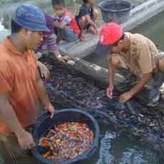Peternak Ikan Koi Banjir Order Saat Imlek