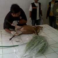 Polisi Belum Bisa Simpulkan Kematian Kijang di KBS