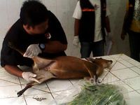 Seekor Kijang Koleksi KBS Mati