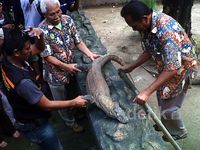 Seekor Komodo Koleksi KBS Mati