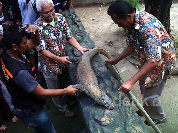 Seekor Komodo Koleksi KBS Mati Seekor Komodo Koleksi KBS Mati