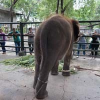 Fakta Dibalik Kematian Satwa dan Cerita Horor di KBS