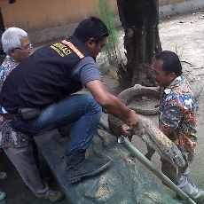 Dokter KBS: Kematian Komodo karena Gangguan Pencernaan