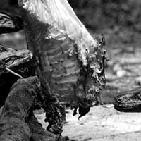 Lagi Satwa Koleksi KBS Mati, Kali Ini Seekor Komodo