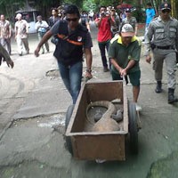 Koleksi KBS Berkurang, Ini Penampakan Evakuasi Bangkai Komodo