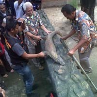 Ini Jadwal dan Menu Makan Komodo Anakan dan Dewasa di KBS