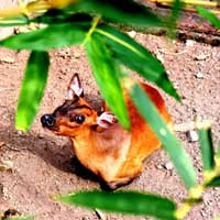 Selain Komodo, Rusa Bawean di KBS Hari Ini Juga Mati