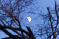 Diet Werewolf, Turunkan Berat Badan 2,7 Kg Dalam Sehari