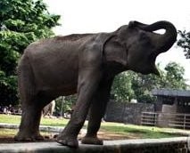 Ditabrak dan Diinjak-injak Gajah, Pemotor Terluka di Sekujur Tubuh