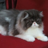 Penyakit Asma Malah Sembuh Setelah Pelihara Kucing