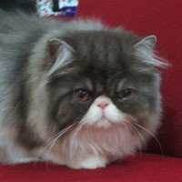 Kucing Mati, Pemilik Stres Hingga Sesak Nafas