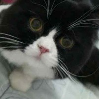 Jatuh Cinta Pada Kucing Berawal dari Sayang Pacar