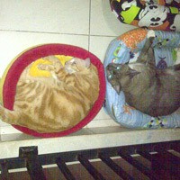 Tak Tega, Wanita Ini Beri Makan Kucing Liar di Stasiun Kereta Tiap Hari