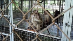 Kisah Joni, Giginya Dihancurkan dan Ekornya Dipatahkan