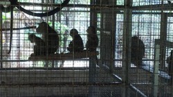 Ragunan Minta Label Sehat Sarimin, JAAN: Mereka Tak Berpenyakit!