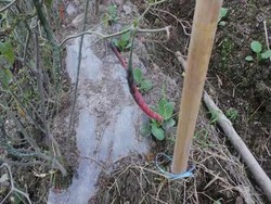 Akibat Erupsi Sinabung, Ladang Kopi 2 Hektar Milik Petani Gagal Panen