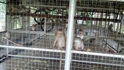 Setelah Ditolak Ragunan, Bagaimana Nasib Sarimin ke Depan?