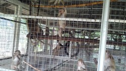 Ini Kondisi Sarimin Hasil Razia yang Ditolak Ragunan