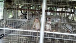 Kebun Binatang Ragunan Terima Sarimin Asal Berlabel Sehat dari BKHI