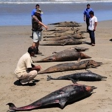 Duh! Lebih dari 400 Ekor Lumba-lumba Ditemukan Mati di Pantai Peru