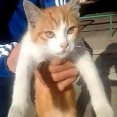 Lemparkan Kucing ke Udara, Pria Prancis Divonis 1 Tahun Penjara