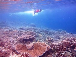 Snorkeling di Derawan, Beningnya Juara!