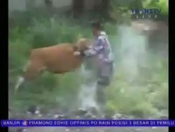 Satpol PP Kejar-kejaran dan Bergulat dengan Sapi