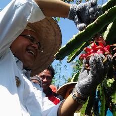 Larang Konsumsi Buah Impor, Banyuwangi Genjot Produksi Buah Lokal