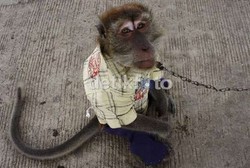 Kisah Pilu Sarimin, Disuntik Mati Hingga Ditolak Ragunan