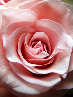 Pink Rose