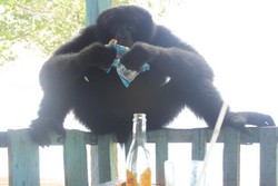 Nongkrong di Warung Bareng Siamang di Aceh Jaya