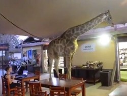 Astaga! Jerapah Nyelonong Masuk Kafe di Kebun Binatang Afsel